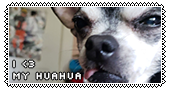 a photo of my black and white chihuahua with squinting eyes, and her tongue out, with the text 'I heart my huahua'